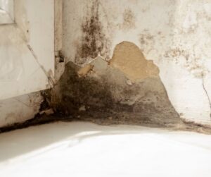 mold near floorboards