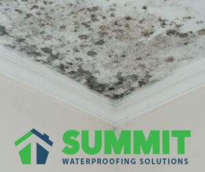 how to prevent mold featured image