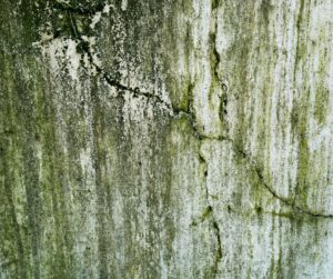 basement mold